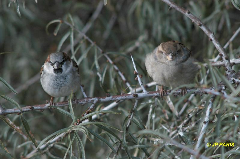 Passer domesticus